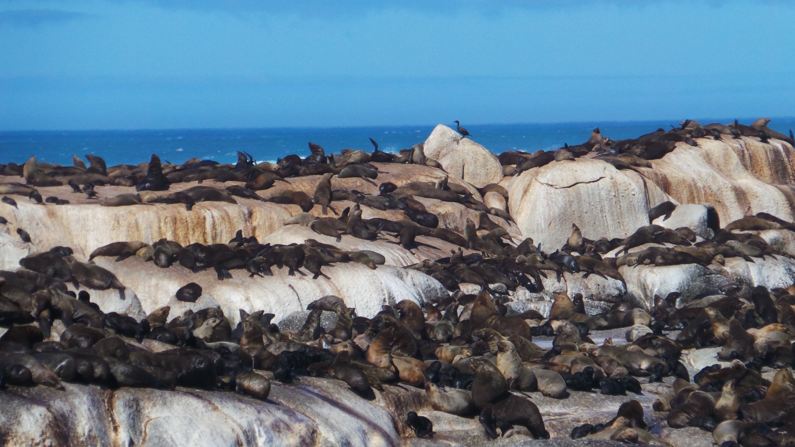 Seal Watching25